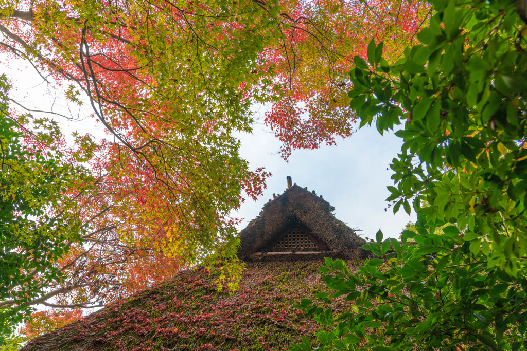 芭蕉庵