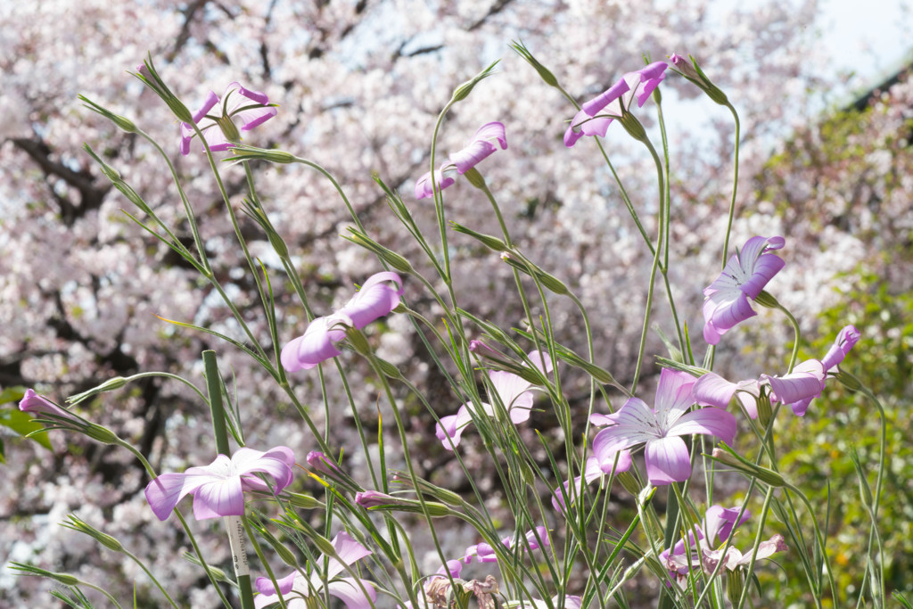 桜