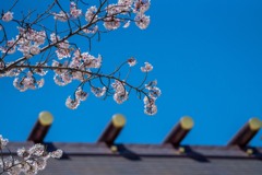 廣田神社の桜－１