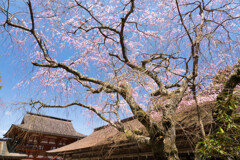 咲き始め