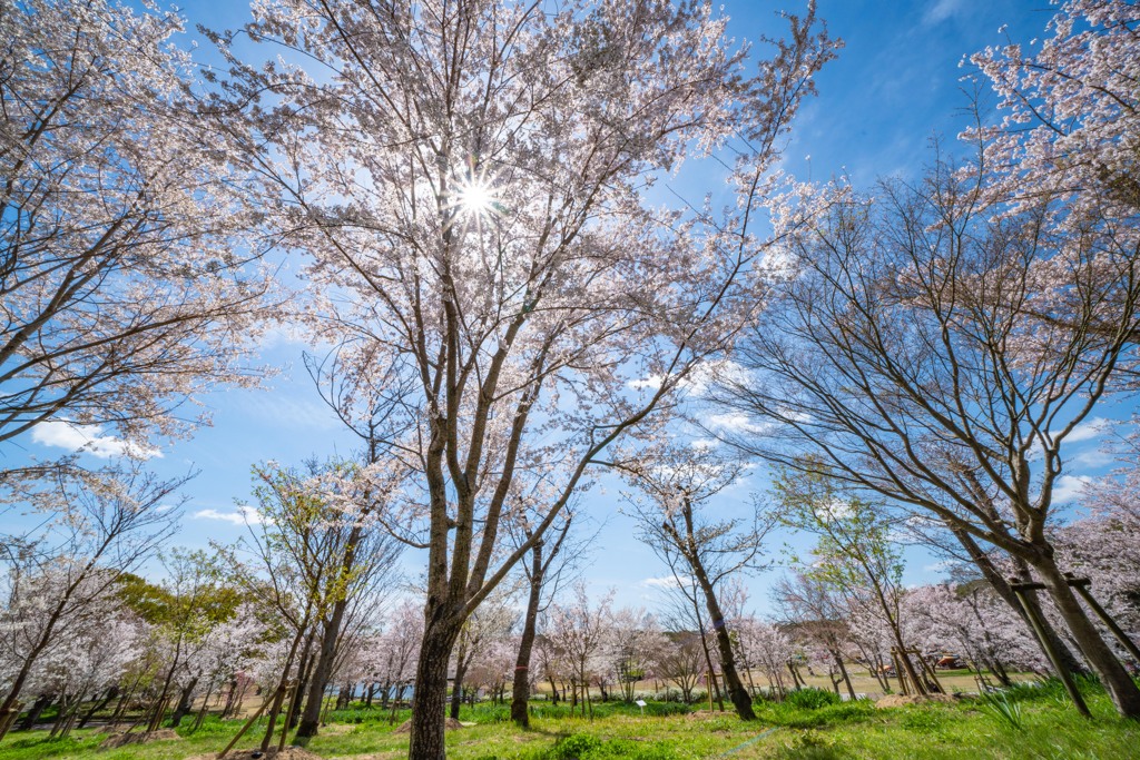 桜の森