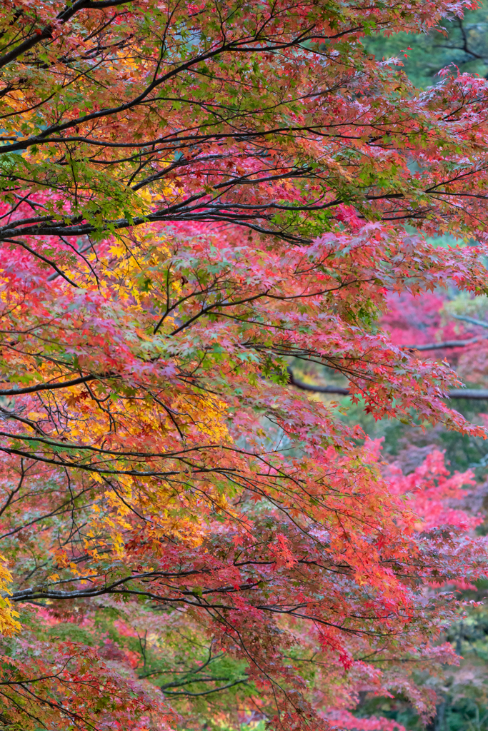 紅葉さかり
