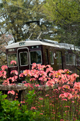 春の阪急電車