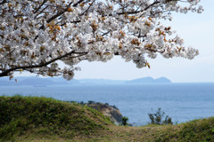 桜の見える丘