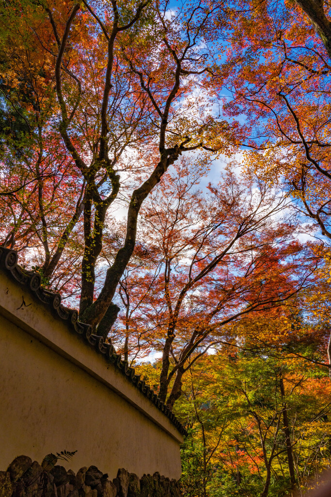 高山寺参道