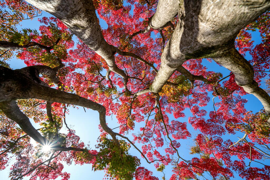 紅葉を迎えた大木