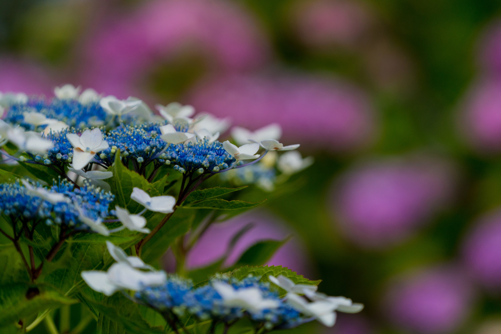 むこうの紫陽花