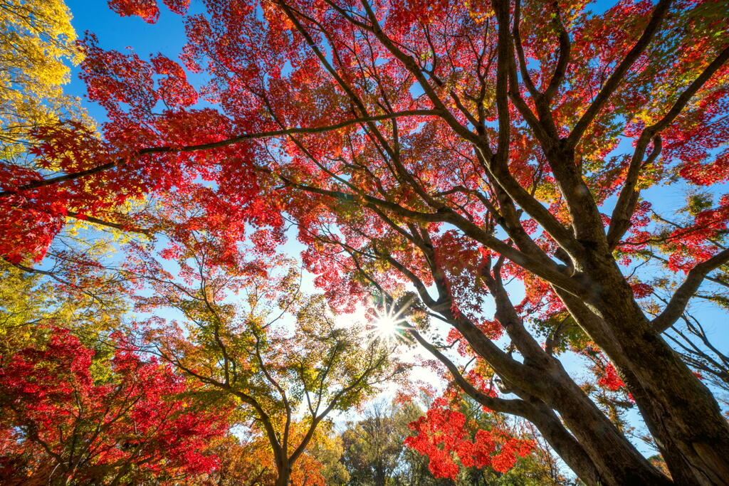 紅葉を迎えた大木－１