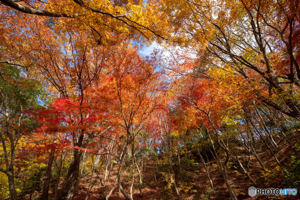 もみじ谷の紅葉