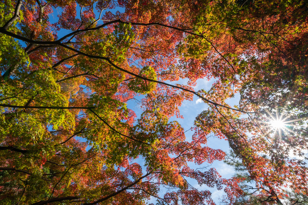 茶室庭園の紅葉－4