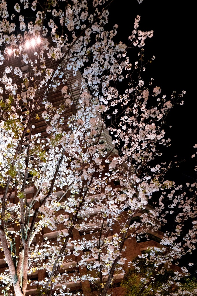 夜桜