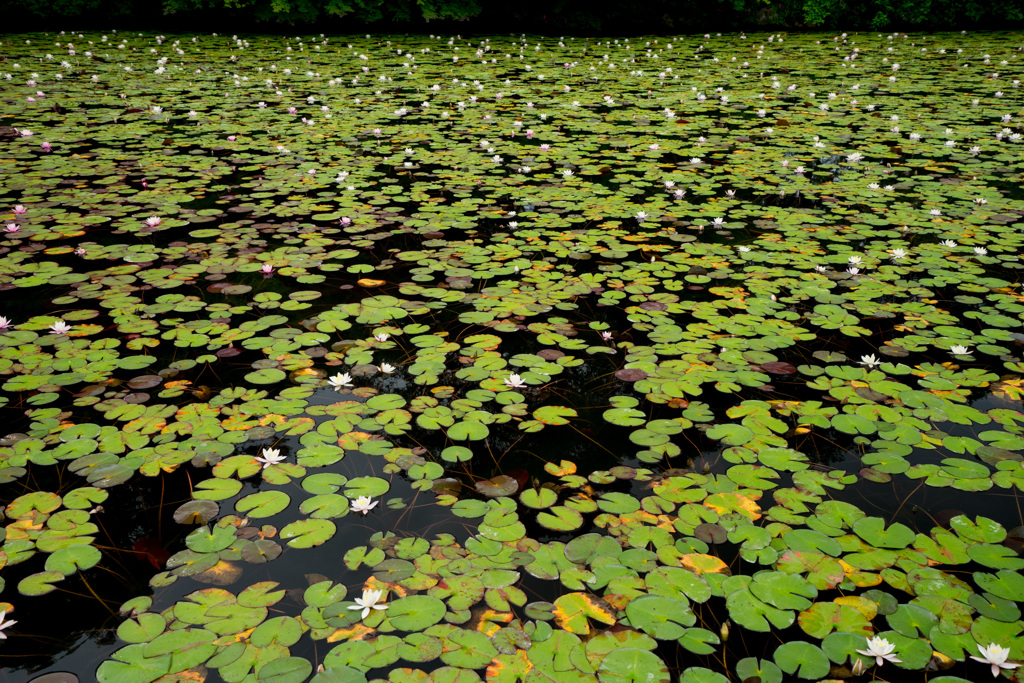 長谷池は、蓮の季節