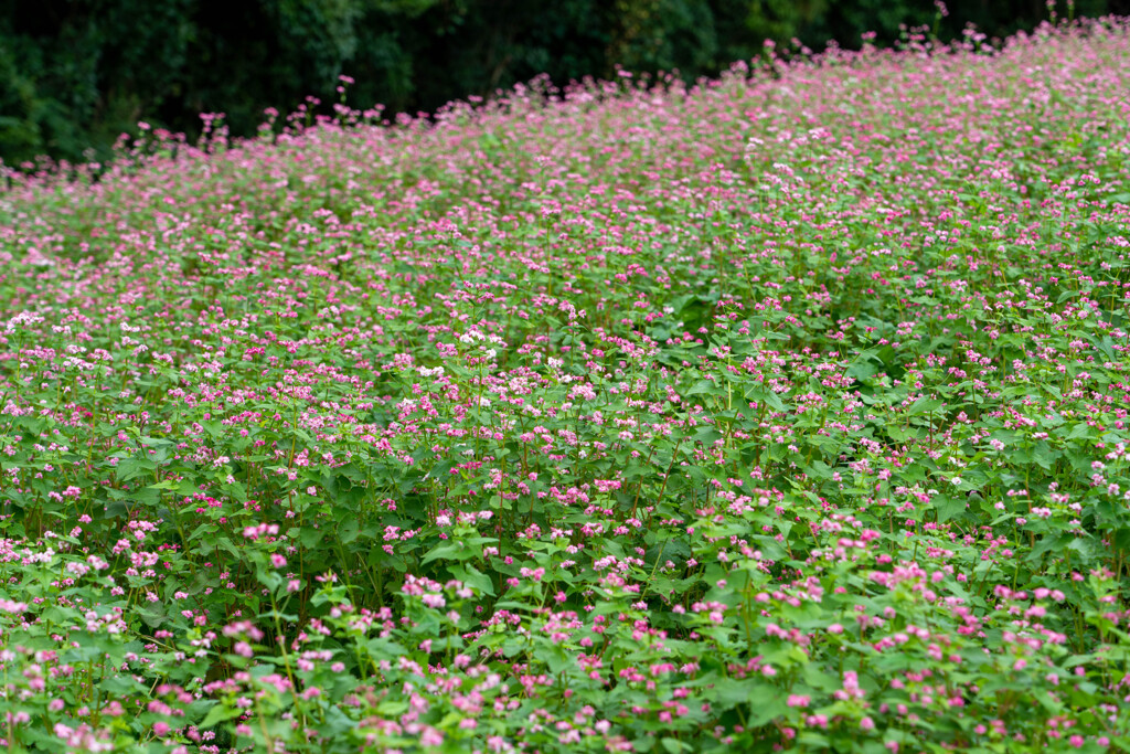 ソバの花