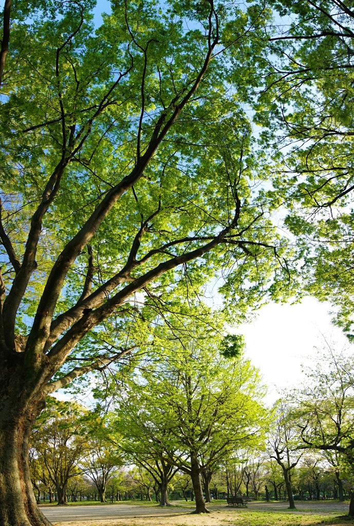 新緑の公園