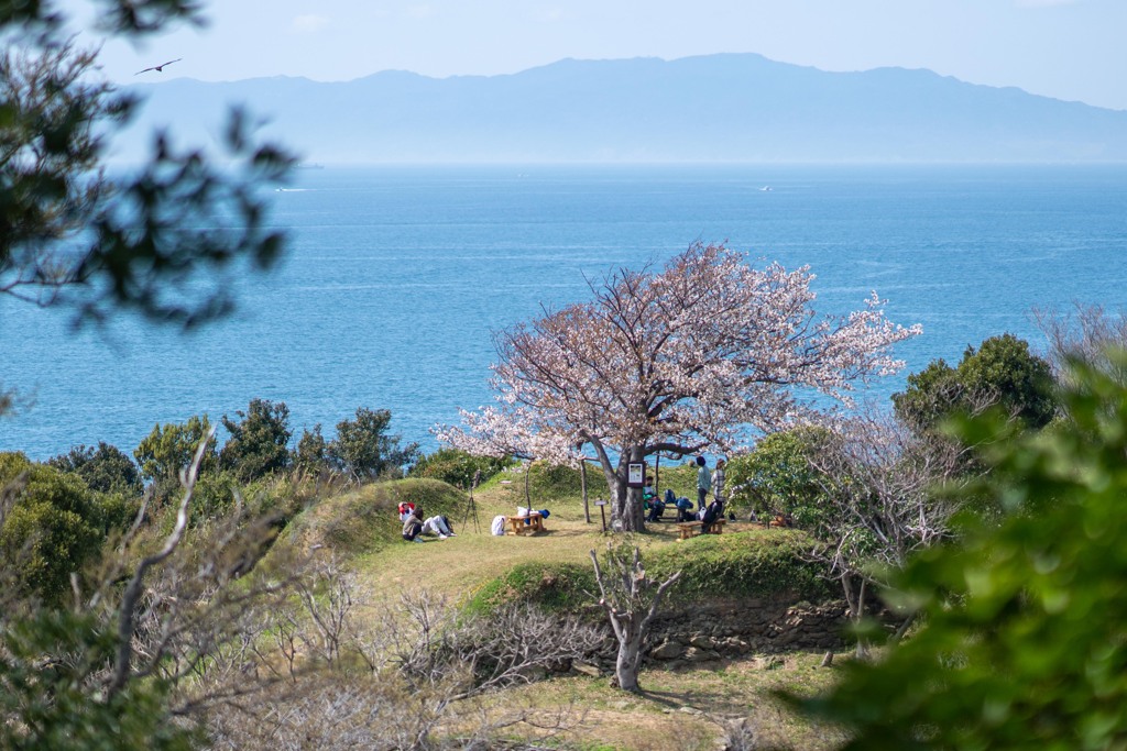 台場の一本桜