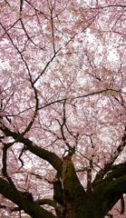 おおきな桜