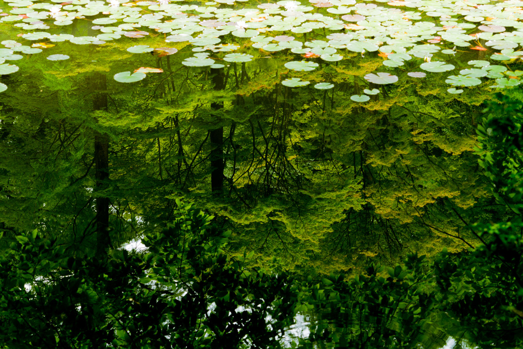 新緑の長谷池