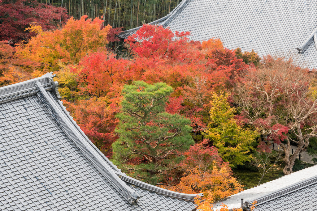 圓光寺