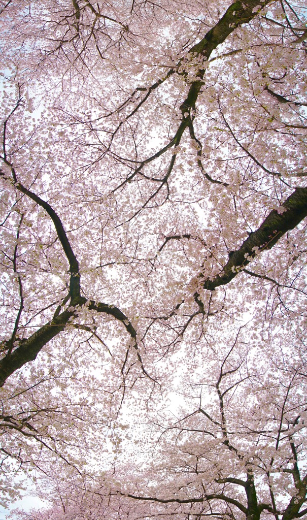 天空の桜