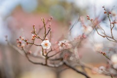 梅一輪