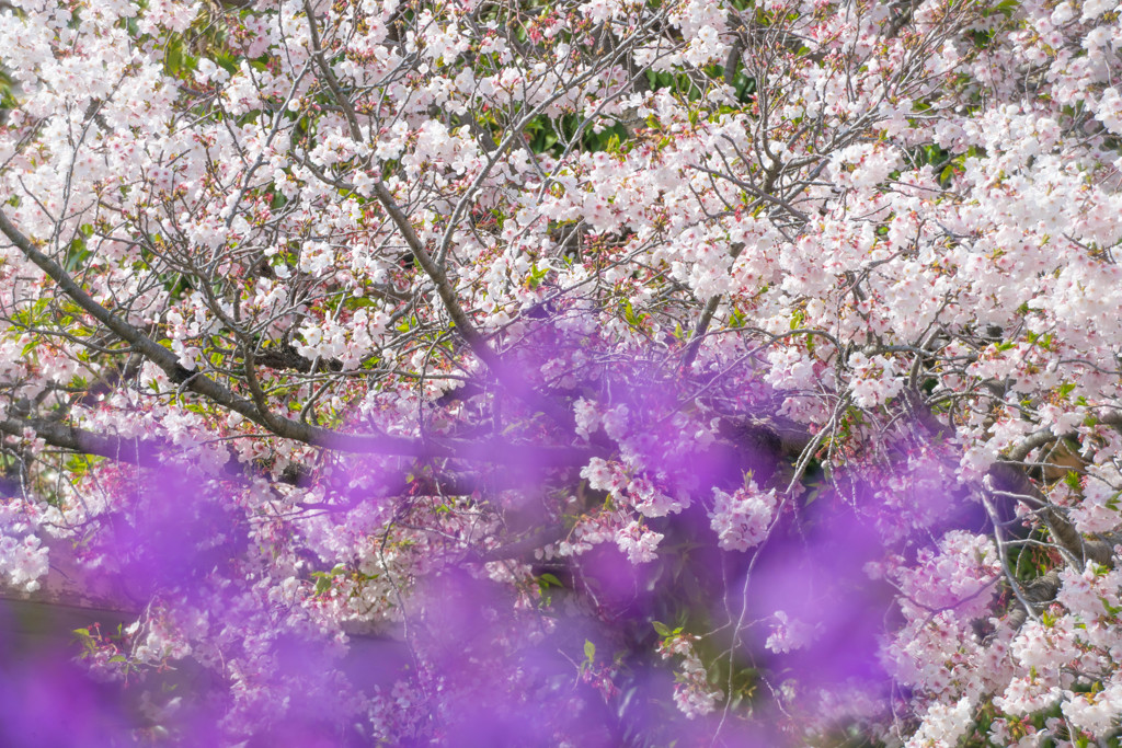 満開桜