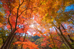 神戸市立森林植物園　Ⅱ回目－5