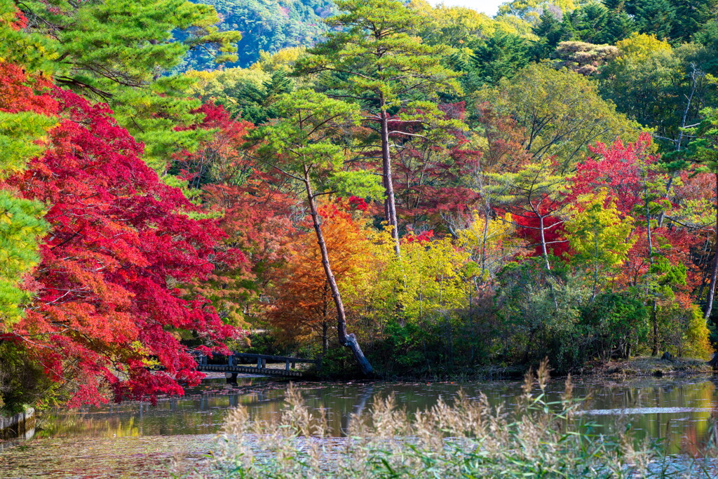 紅葉の長谷池－２