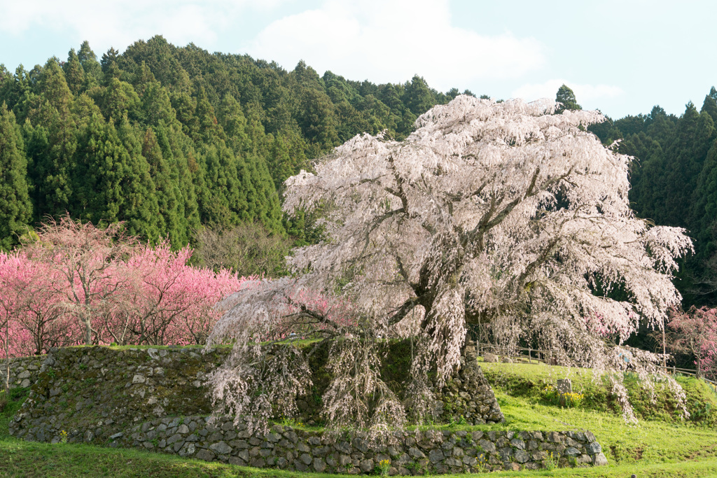 山里の桜－満開