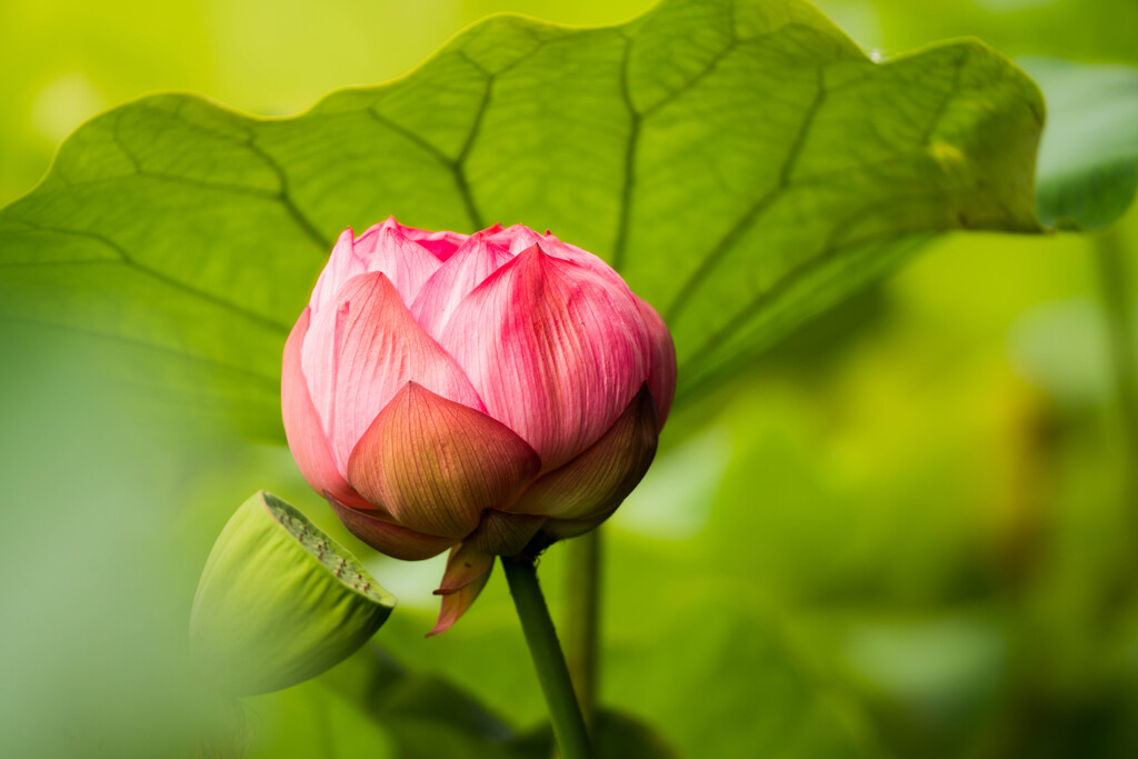 これから開花
