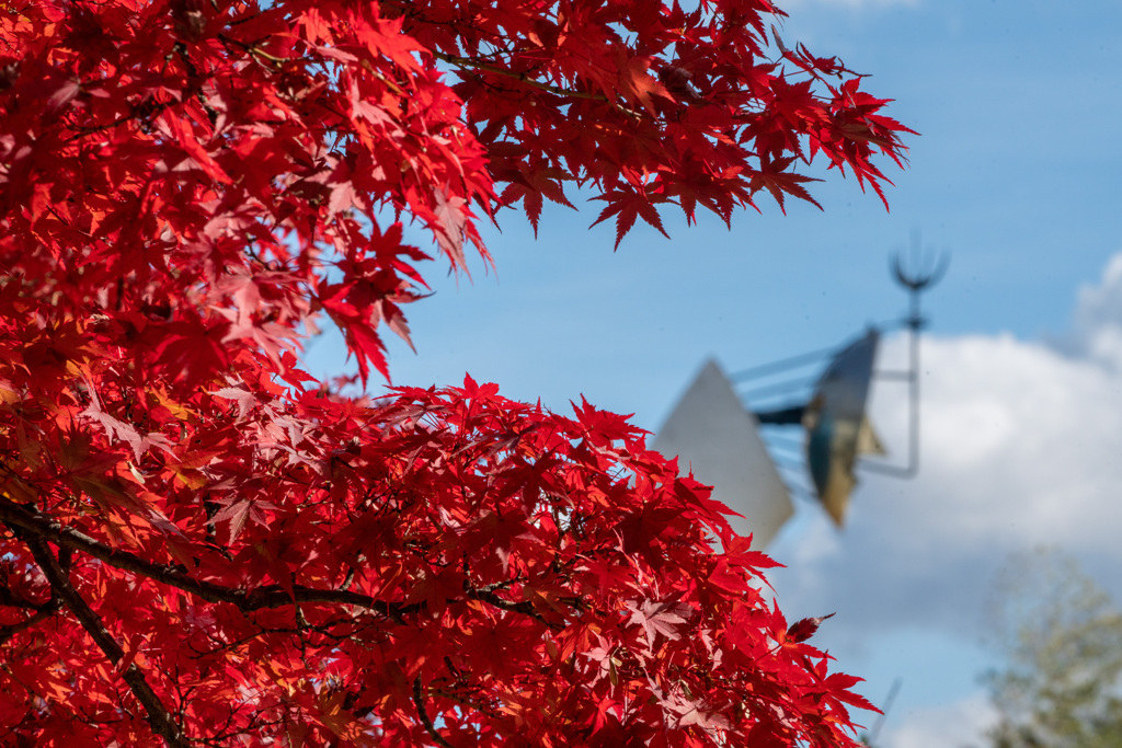 太陽の塔　と　紅葉