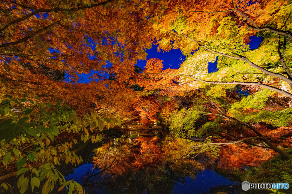 夜の紅葉