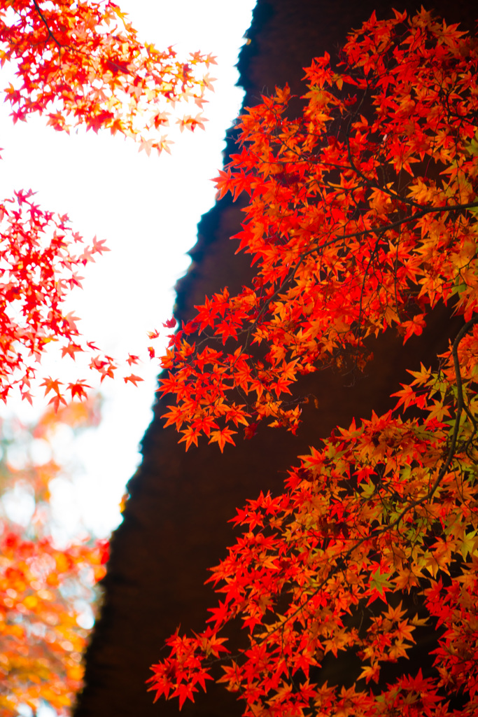 かやぶき屋根の紅葉