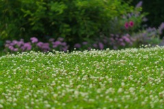 梅雨の芝生