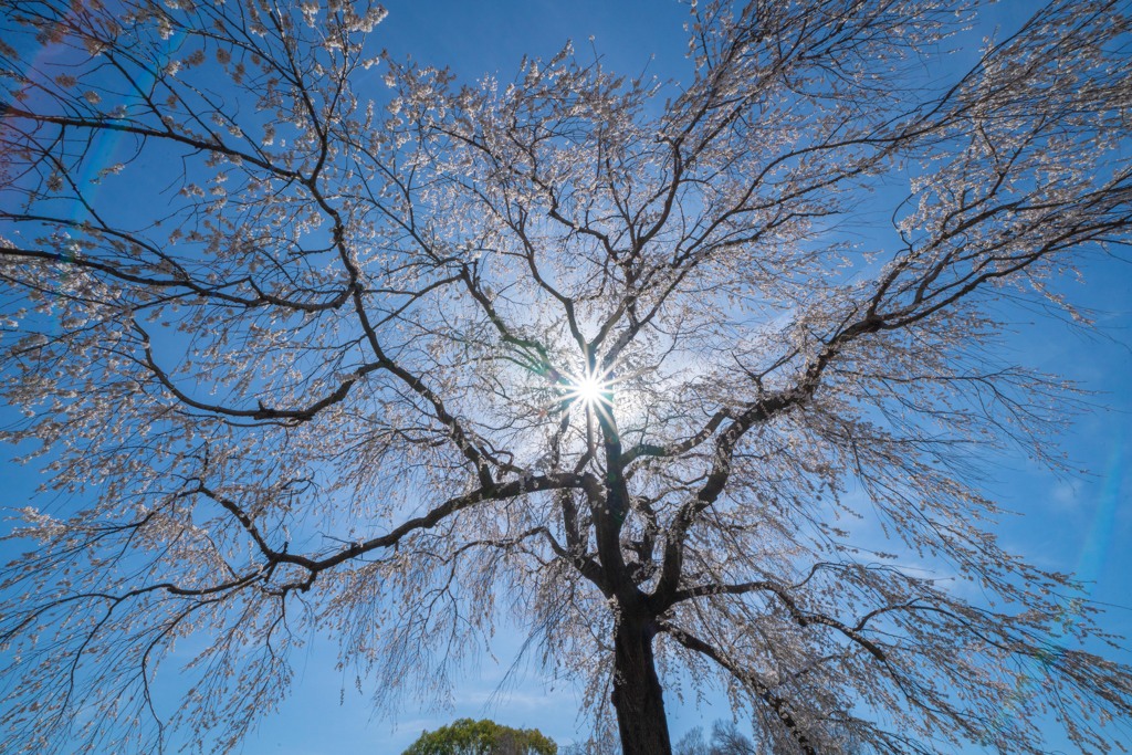 巨木　しだれ桜