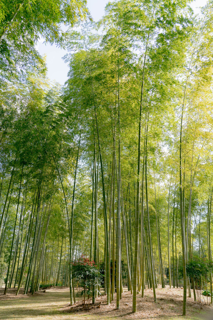 竹林