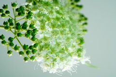 これから咲く花、小さな満開
