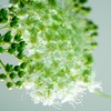 これから咲く花、小さな満開