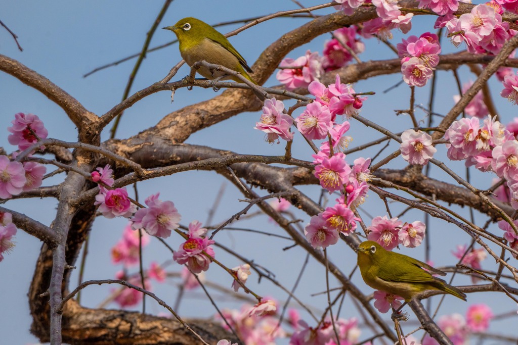 めじろたち