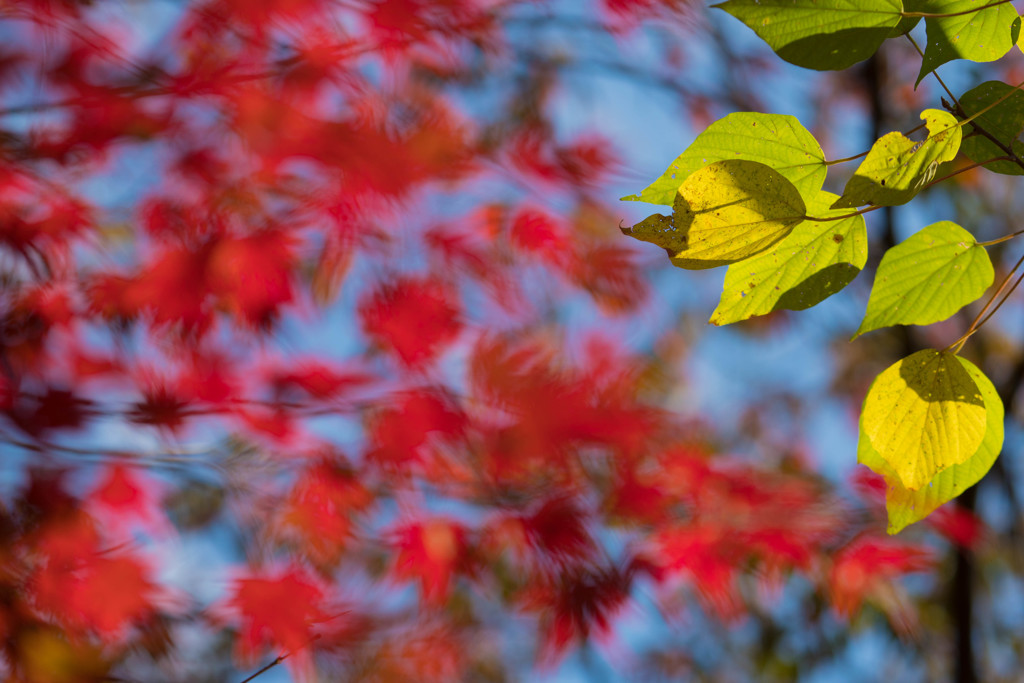 みくるま池の紅葉
