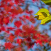 みくるま池の紅葉