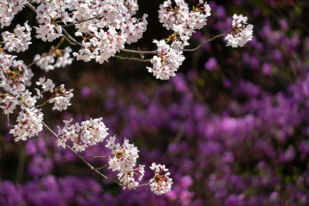 廣田神社の桜－２