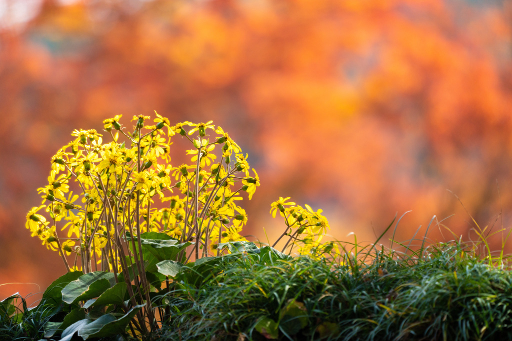 ツワブキの開花