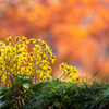 ツワブキの開花