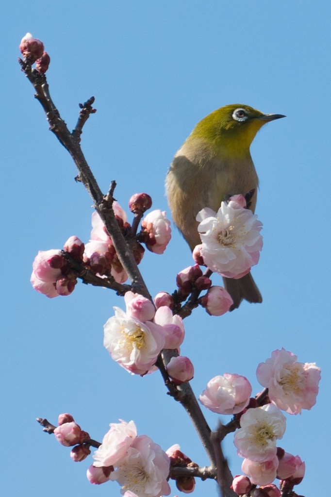 梅とメジロ