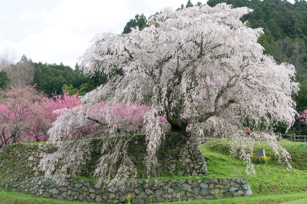 桜満開