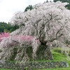 桜満開