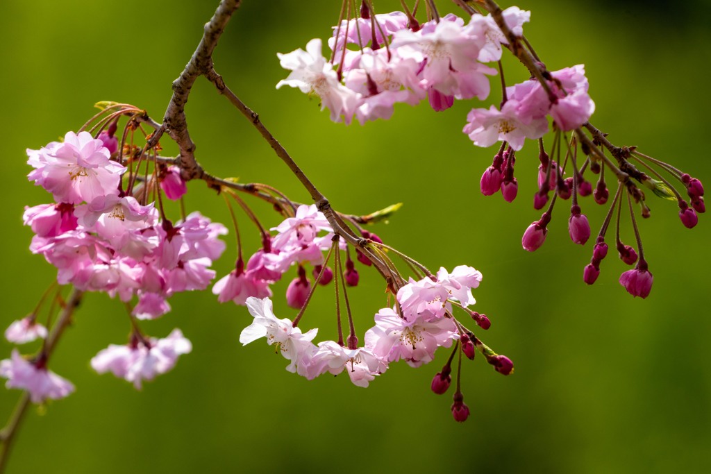 しだれ桜