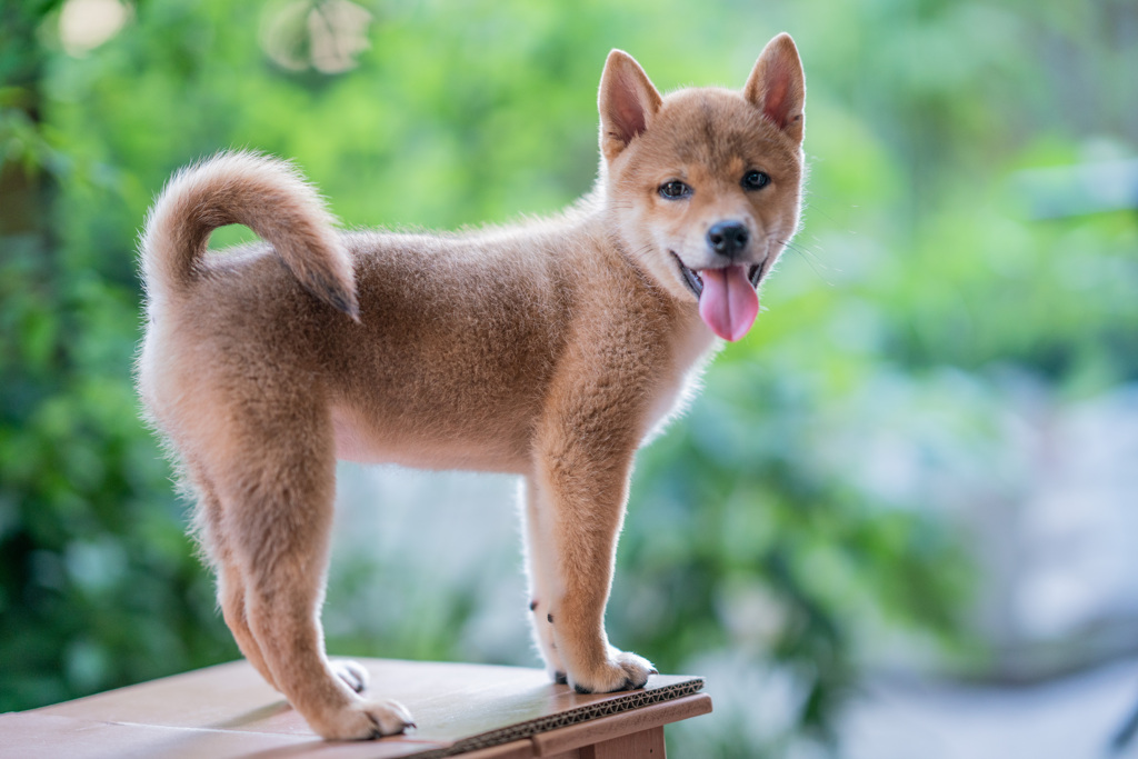 天然記念物　柴犬