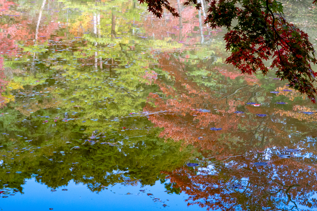紅葉の始まり