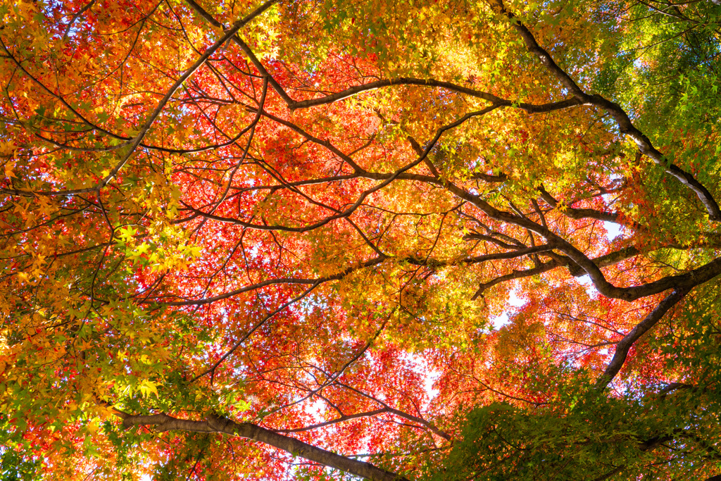 手水鉢の紅葉